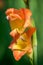 Flowering gladiolus in the garden
