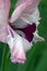 Flowering Gladiolus petals close-up