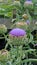 Flowering Globe Artichoke plant Cynara scolymus