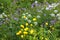 Flowering globe flowers