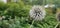 a flowering globe thistle (Echinops sphaerocephalus) with a bee