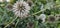 a flowering globe thistle (Echinops sphaerocephalus) with a bee.