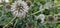 a flowering globe thistle (Echinops sphaerocephalus) with a bee