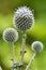 Flowering globe thistles echinops sphaerocephalus