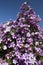 Flowering glory bush, or manaca da serra