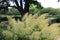 A flowering Goat`s Beard plant in a park in Hales Corners, Wisconsin