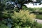 Flowering Goat`s Beard plants, Geraniums, and a variety of Hostas in a botanical garden in Wisconsin