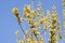 Flowering goat willow (Salix caprea)