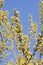 Flowering goat willow (Salix caprea)