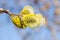 Flowering goat willow (Salix caprea) in spring