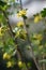 Flowering Gooseberry (Ribes uva-crispa)