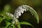 Flowering Gooseneck loosestrife (Lysimachia clethroides)