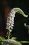 Flowering Gooseneck loosestrife (Lysimachia clethroides)