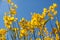 Flowering gorse against a blue sky in Saint-Saturnin-les-Apt