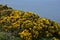 Flowering Gorse Bush Along the Sea Cliffs of West Cumbria