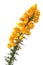 Flowering Gorse Ulex europaeus against white background