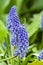 Flowering grape hyacinth bulbs