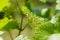 Flowering grape in the vineyard