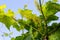 Flowering grapes against the blue sky. Flowering vine. Grape vine with young leaves and buds blooming in the vineyard