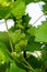 Flowering grapes against the blue sky. Flowering vine. Grape vine with young leaves and buds blooming in the vineyard