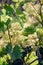 Flowering grapes in the sunlight. closeup. Agriculture