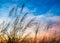 Flowering of Grass