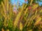 Flowering grass background.