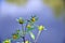 Flowering grass Bidens tripartita