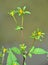 Flowering grass bur beggar-ticks Bidens tripartita