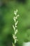 Flowering grass Elymus repens couchgrass