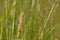 Flowering grass halm close-up prairie,poaceae