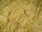 Flowering grass halms in a prairie,poaceae