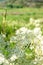 Flowering grass on a meadow in summer, Norway