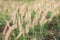Flowering grass, mission grass, view beautiful, Feather pennisetum or mission grass