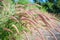 Flowering grass on the morning sun.