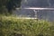 Flowering grass near Kamencove jezero alum lake in czech city of Chomutov at evening after rain in June 2018