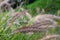 Flowering grass Pennisetum