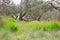 Flowering Grasses