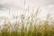 Flowering grasses against a cloudy sky