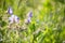 flowering grasses, blooming meadows