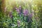 flowering grasses, blooming meadows