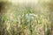 flowering grasses, blooming meadows