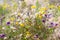 flowering grasses, blooming meadows