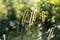 Flowering grasses in the forest