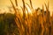 Flowering grasses with sunset