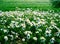 Flowering grasslands on the banks of the river