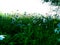 Flowering grasslands on the banks of the river