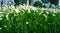 Flowering grasslands on the banks of the river