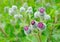 Flowering Great Burdock (Arctium lappa)