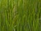 Flowering great manna grass - Glyceria maxima